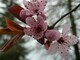 April Cherry Blossoms