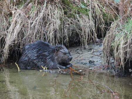 Beaver at Burnaby Lake