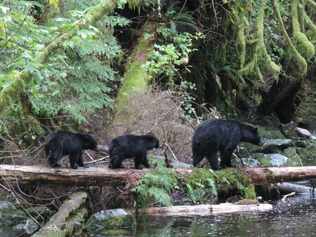 Black Bear & 2 Cubs