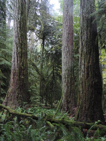 Cathedral Grove,  Vancouver Island