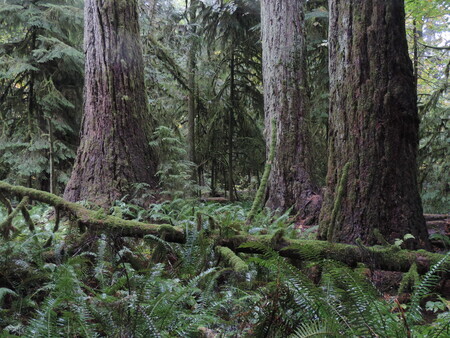 Cathedral Grove,  Vancouver Island
