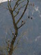 Eagle Tree in Harrison Hot Springs