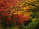 Fall Colours,  Deer Lake