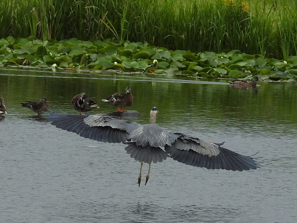 Heron Flight