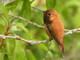 Copper Color Hummingbird,    Reifel Island, BC