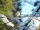 January Snow Hummingbird
