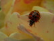 Ladybug on a rose petal