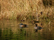 Merganser Ducks in Stanley Park