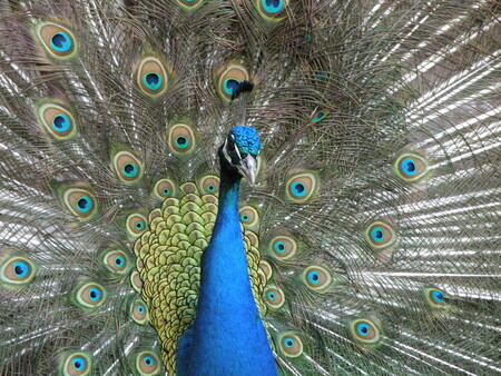Plenty Peacock