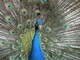 Plenty Peacock