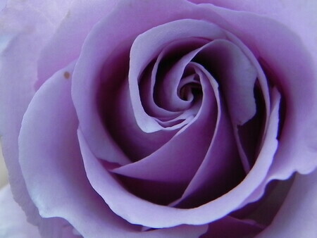 Purple summer rose