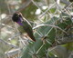 Purple throated Hummingbird on a Cactus