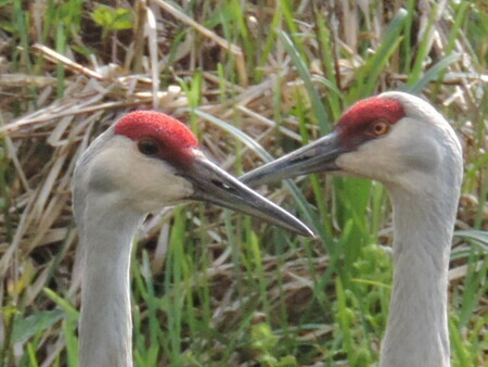 Red-Sandhill Cranes