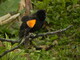 Red Winged Male Blackbird
