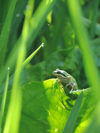 Small Green Frog in the Green