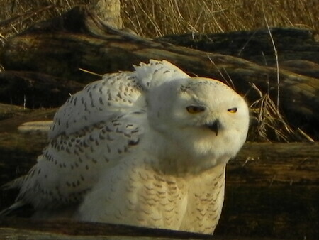 Snowy Owl , Delta BC