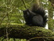 Stanley Park Black Squirrel