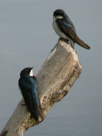 Swallows