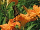 Swallowtail & Lily