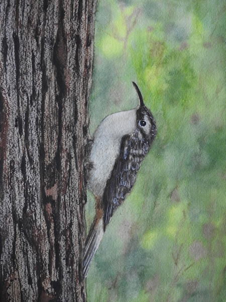 The Treecreeper
