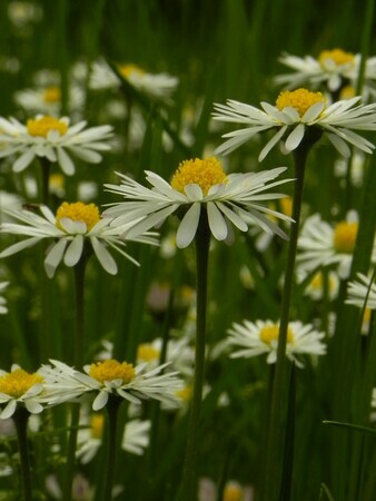 Fields of tiny white flowers