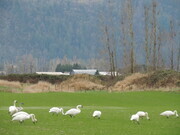 Trumpeter Swans in field