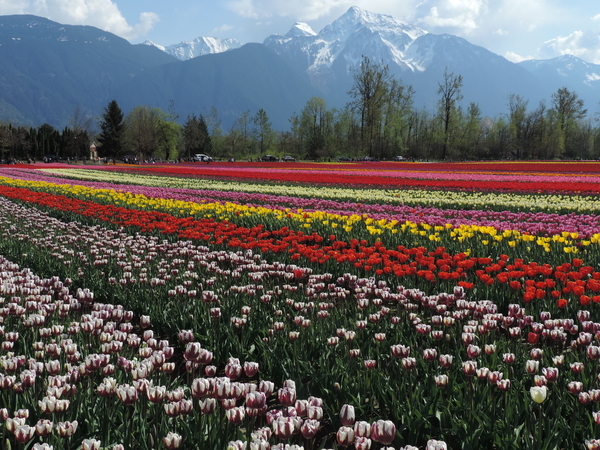 Tulip Fields, Agassiz