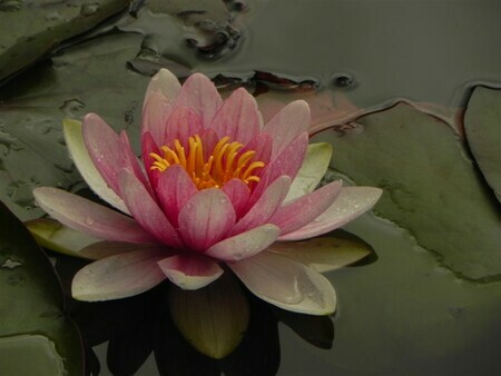 Water Lily in Stanley Park