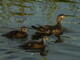 Wood duck with ducklings