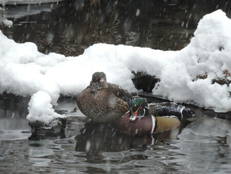 Woodduck Pair on a snowy day