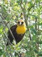 Yellow Blackbird