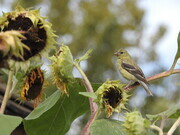 Yellow finch on sunflowers in Penticton