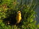 Yellow - Headed Male Black Bird