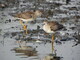 Lesser Yellowlegs  Shorebirds