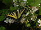 Yellow Swallowtail on Blackberry Blossoms